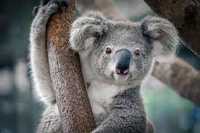 koala for Kinder class